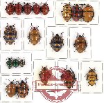 Scientific lot no. 119 Heteroptera (Scutellarinae) (20 pcs A2)