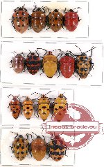 Scientific lot no. 120 Heteroptera (Scutellarinae) (16 pcs A2)