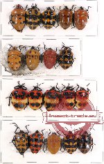 Scientific lot no. 121 Heteroptera (Scutellarinae) (19 pcs A2)