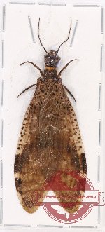 Corydalidae sp. 2