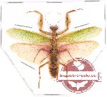 Mantidae sp. 15 (A-)