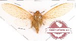 Cicadidae sp. 31 (A2)