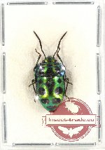 Scutellarinae sp. 27 (10 pcs)