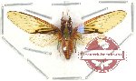 Cicada sp. 8A