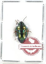 Scutellarinae sp. 26 (A2)