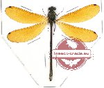 Odonata sp. 30A Mnais sp.