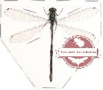Odonata sp. 37 Caliphaea sp.