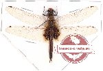 Odonata sp. 41 Tramea sp.