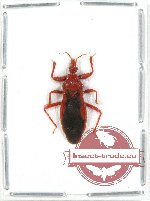 Reduvidae sp. 14A