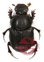 Onthophagus sp. 13