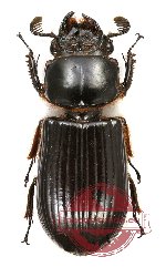 Passalidae sp. 12A