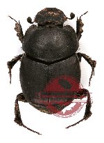 Onthophagus sp. 12