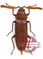 Callirhipidae sp. 4
