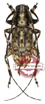 Ereis annulicornis (A2)
