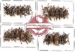 Scientific lot no. 40 Cerambycidae (20 pcs A-, A2)