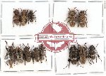 Scientific lot no. 41 Cerambycidae (13 pcs)