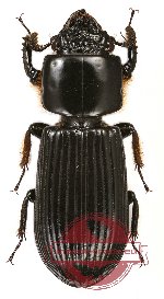 Passalidae sp. 23