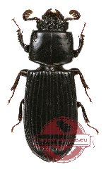 Passalidae sp. 22 (10 pcs)