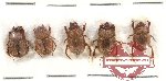 Scientific lot no. 197 Coprophaga (Ochodaeinae) (5 pcs - 1 pc A-)
