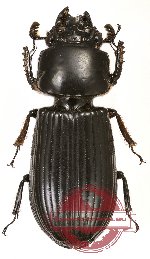 Passalidae sp. 19