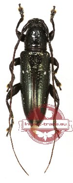 Cerambycidae sp. 45