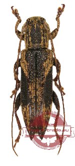Cerambycidae sp. 44