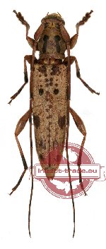 Cerambycidae sp. 46