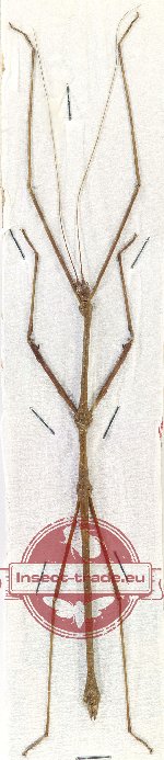 Lonchodes modestus