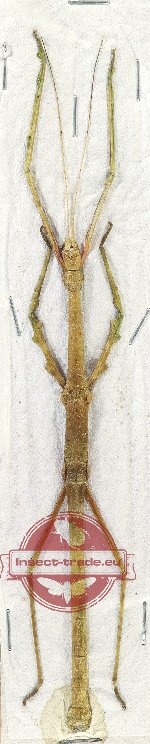 Lonchodes modestus