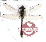 Odonata sp. 40 Asiagomphus sp.