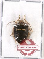Pentatomidae sp. 12A